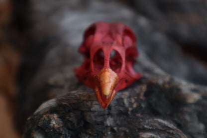 Naturally Stained Chicken Skull