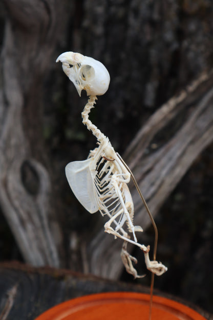 Articulated Parakeet Skeleton