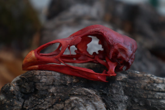 Naturally Stained Chicken Skull