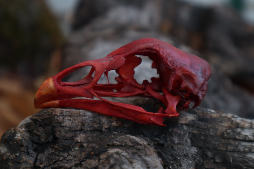 Naturally Stained Chicken Skull
