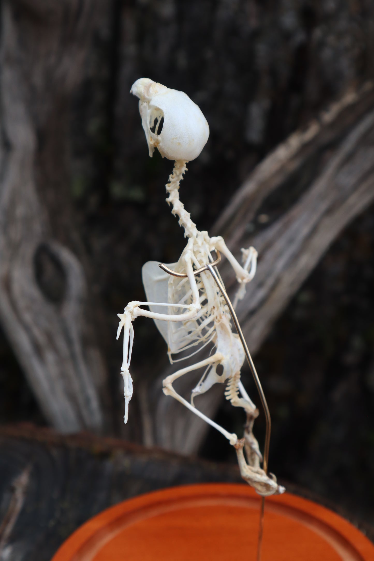 Articulated Parakeet Skeleton