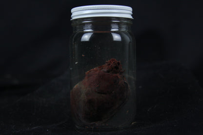 Red Fox Heart Wet Specimen