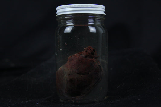 Red Fox Heart Wet Specimen