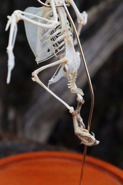 Articulated Parakeet Skeleton