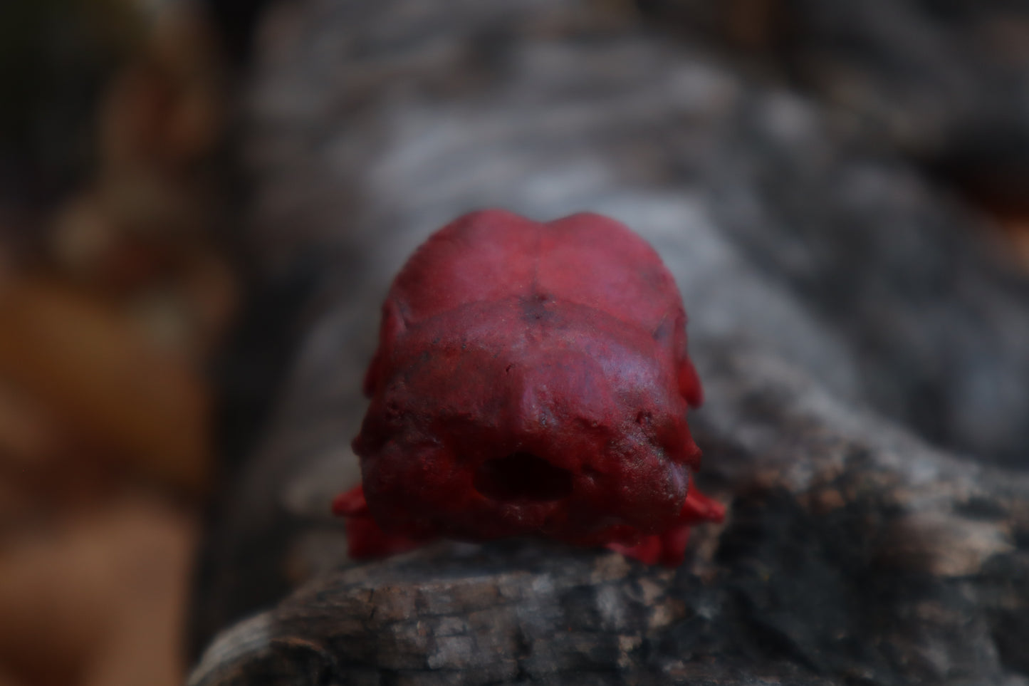 Naturally Stained Chicken Skull