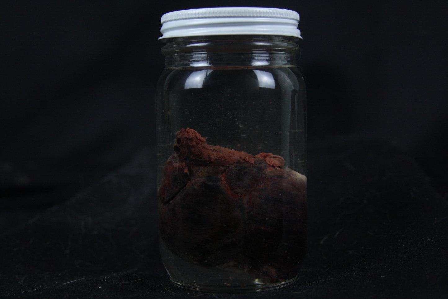 Red Fox Heart Wet Specimen