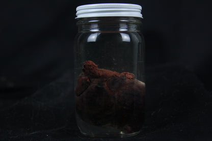 Red Fox Heart Wet Specimen