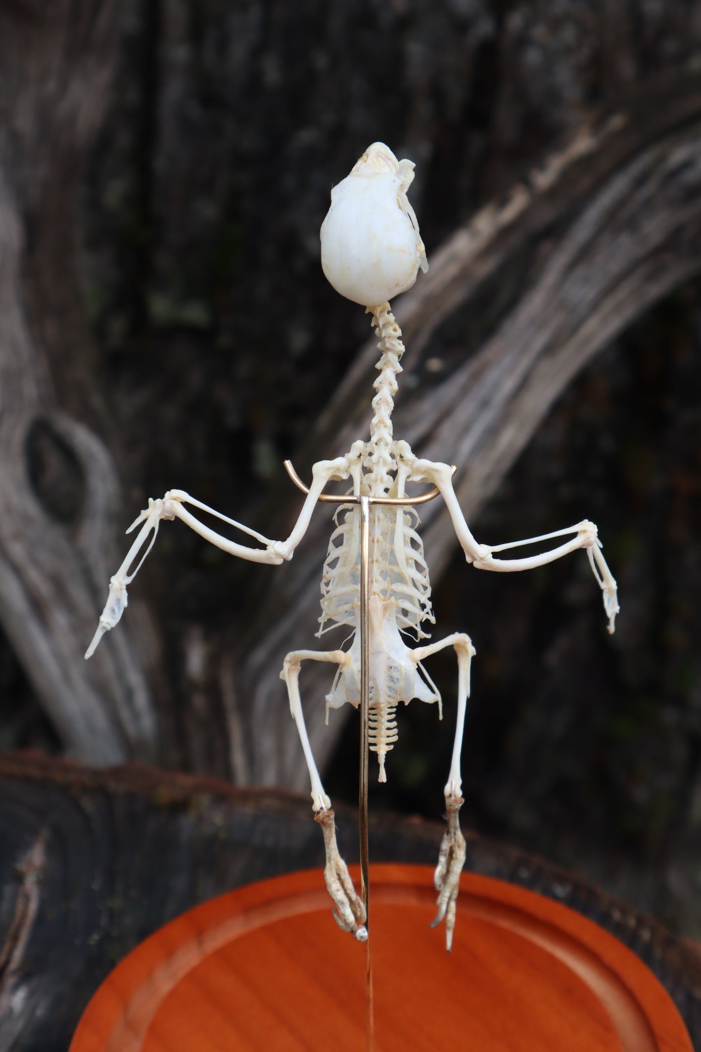 Articulated Parakeet Skeleton