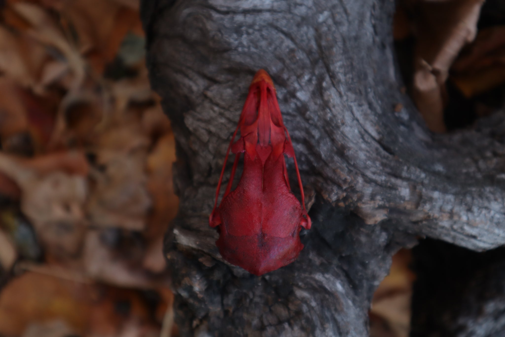 Naturally Stained Chicken Skull