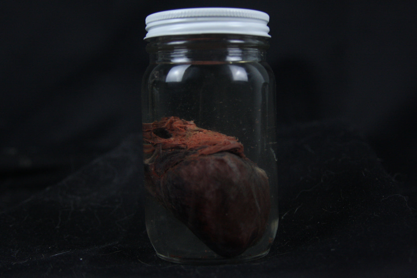 Red Fox Heart Wet Specimen