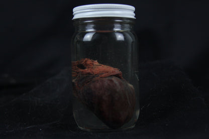 Red Fox Heart Wet Specimen