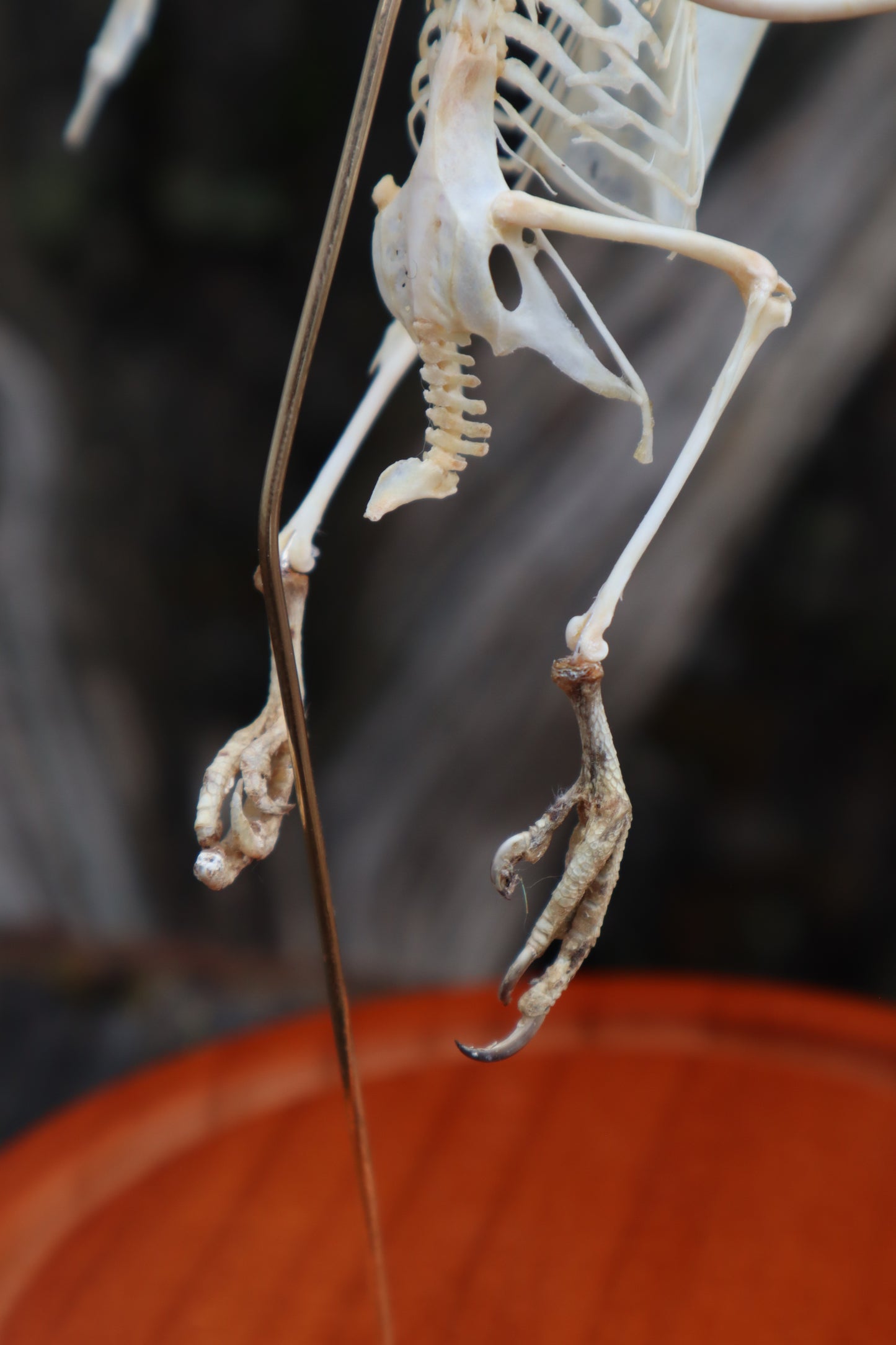 Articulated Parakeet Skeleton
