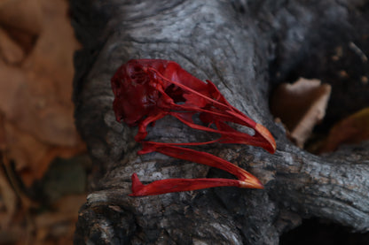 Naturally Stained Chicken Skull