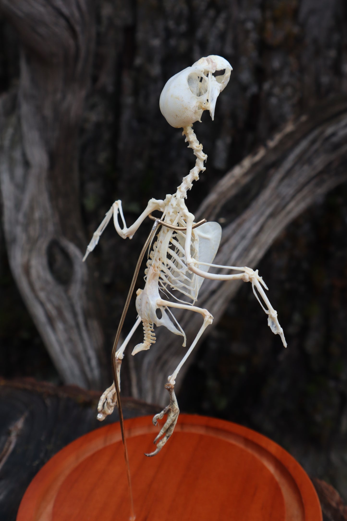 Articulated Parakeet Skeleton