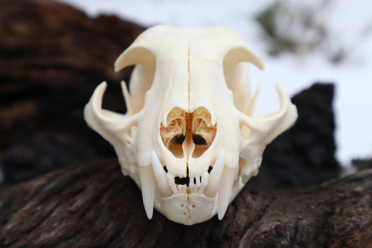 Pathological Bobcat Skull