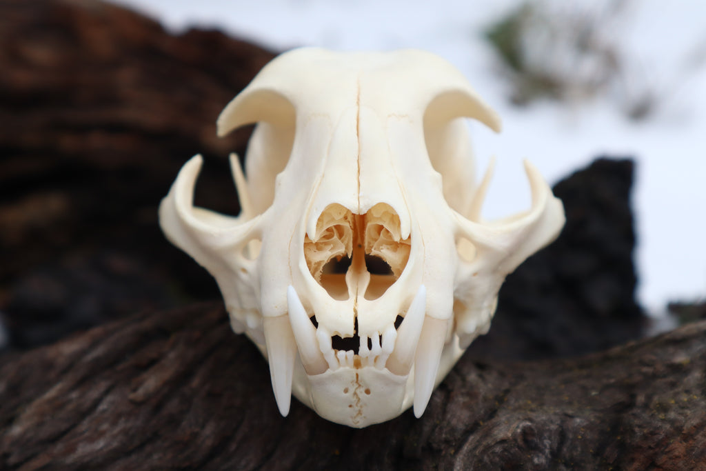 Pathological Bobcat Skull