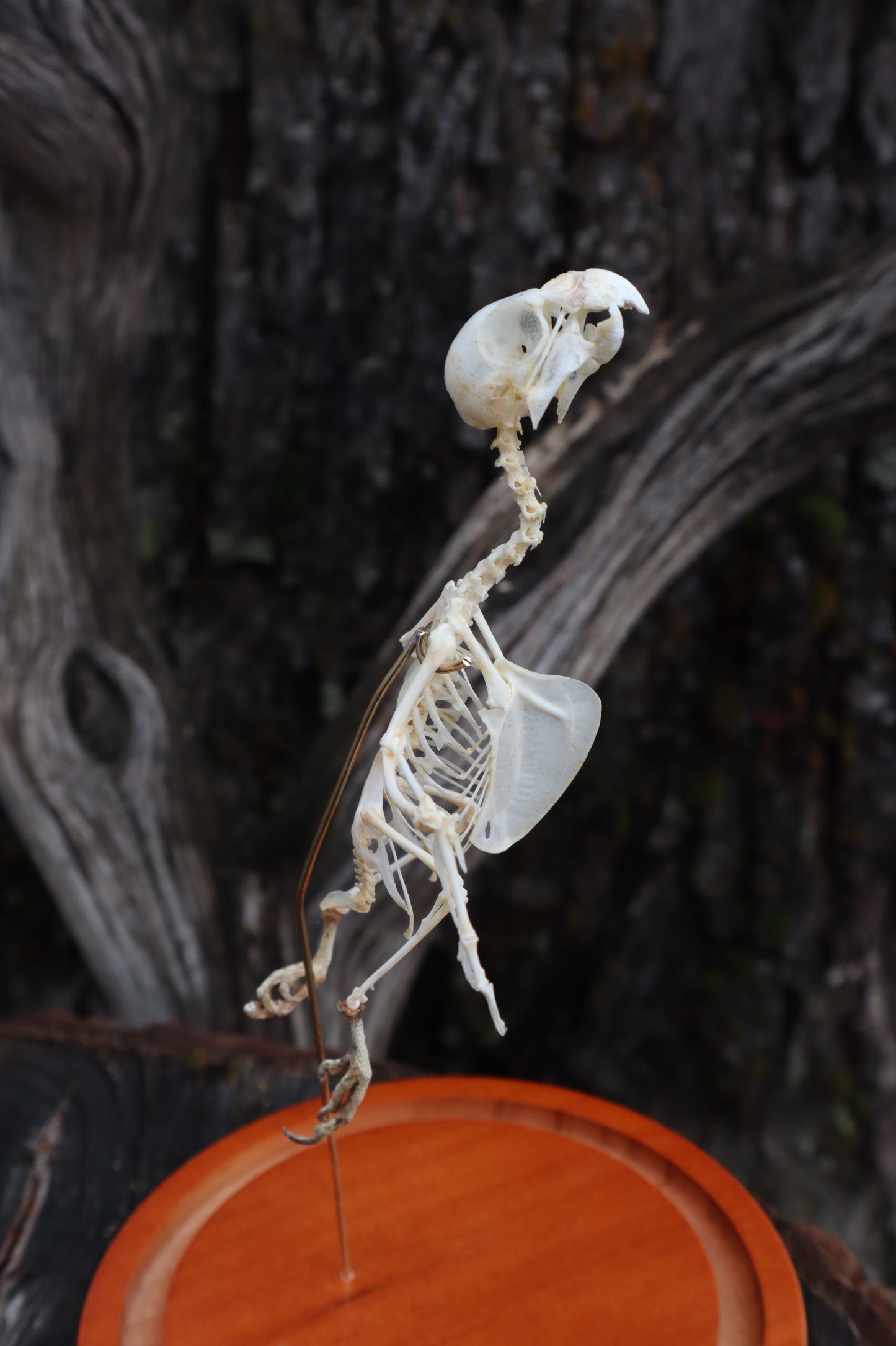 Articulated Parakeet Skeleton