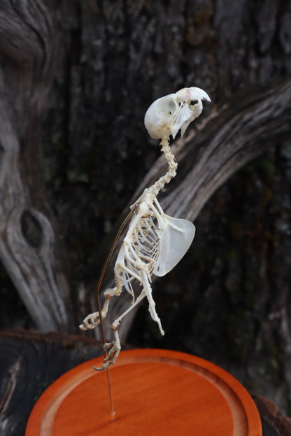 Articulated Parakeet Skeleton