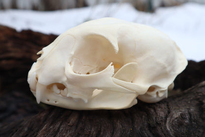 Pathological Bobcat Skull