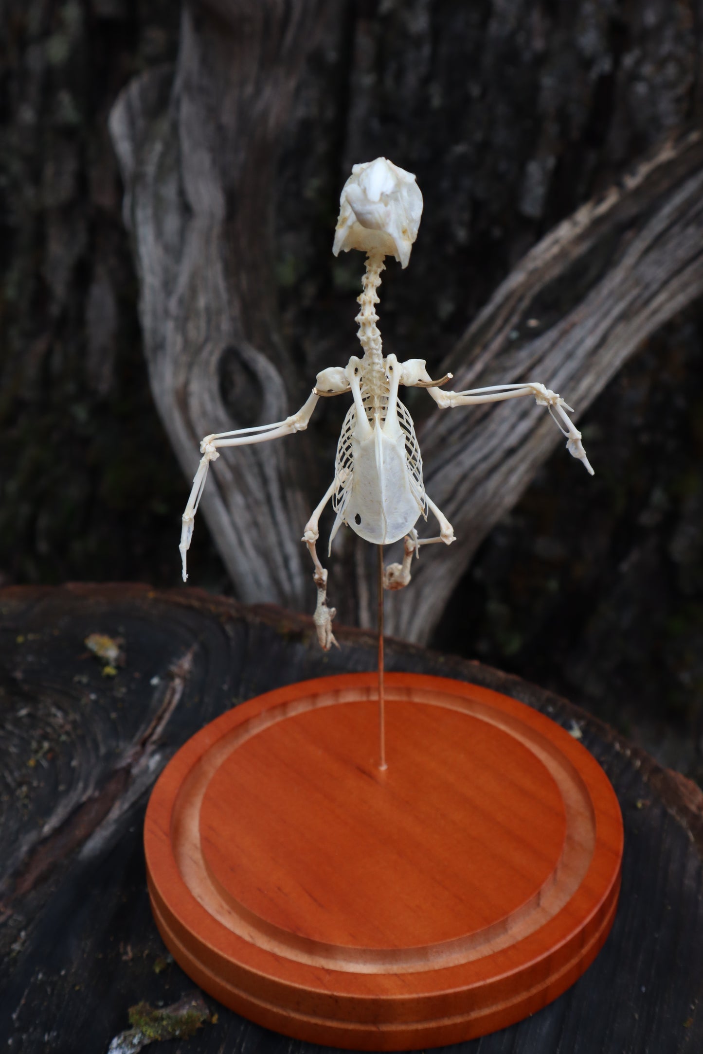 Articulated Parakeet Skeleton
