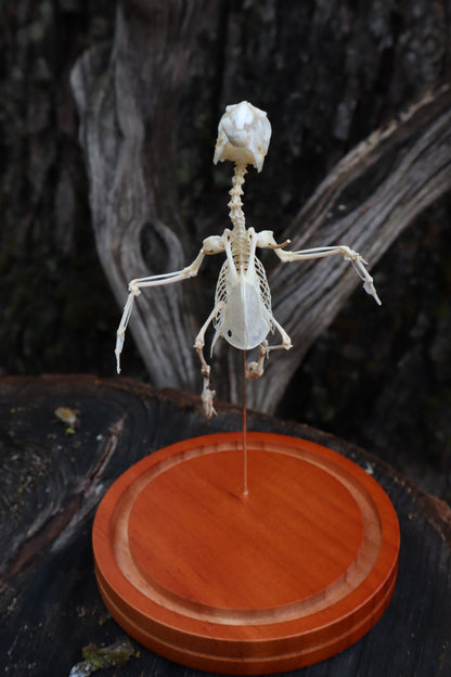 Articulated Parakeet Skeleton