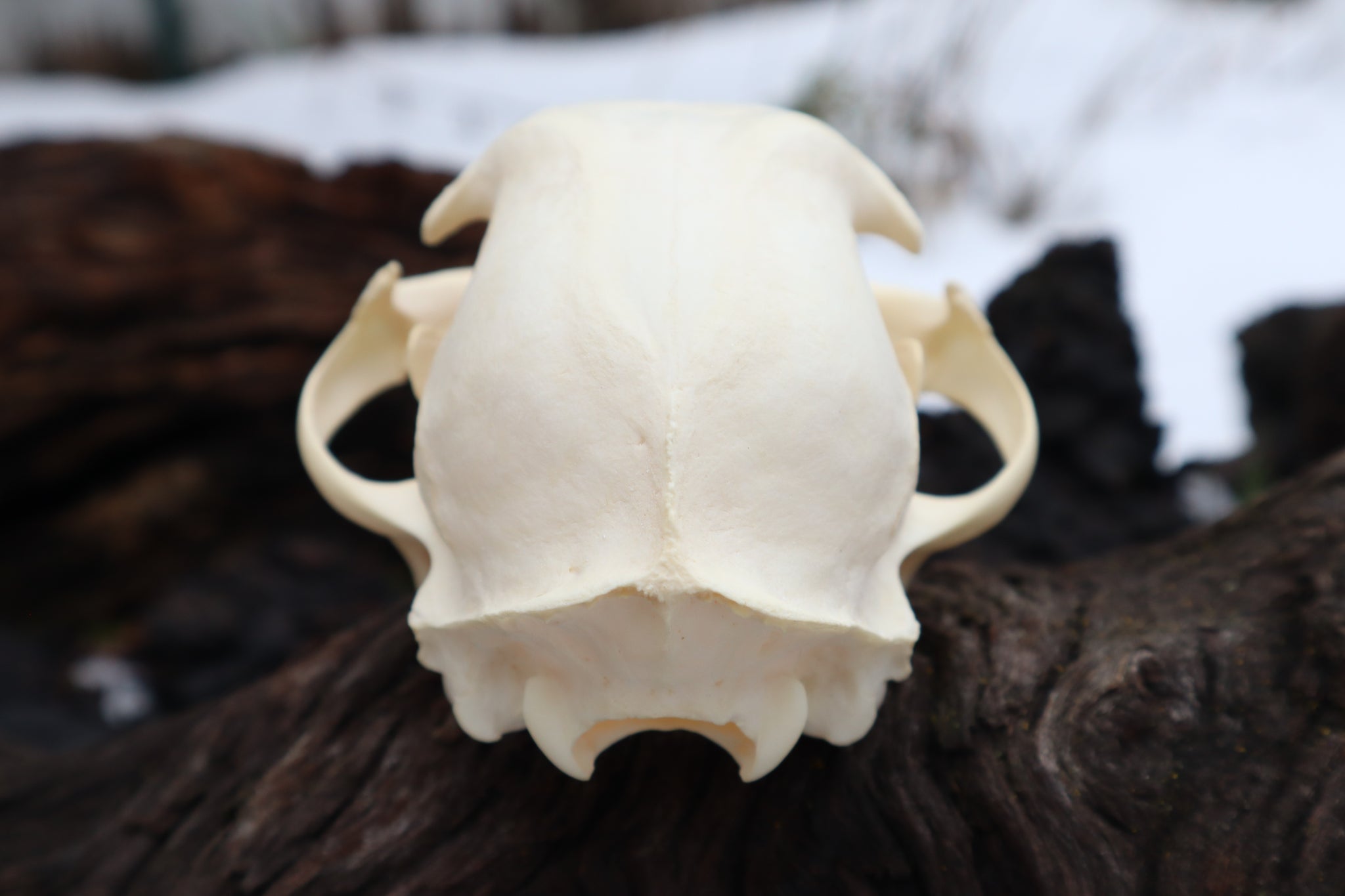 Pathological Bobcat Skull