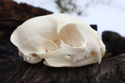 Pathological Bobcat Skull