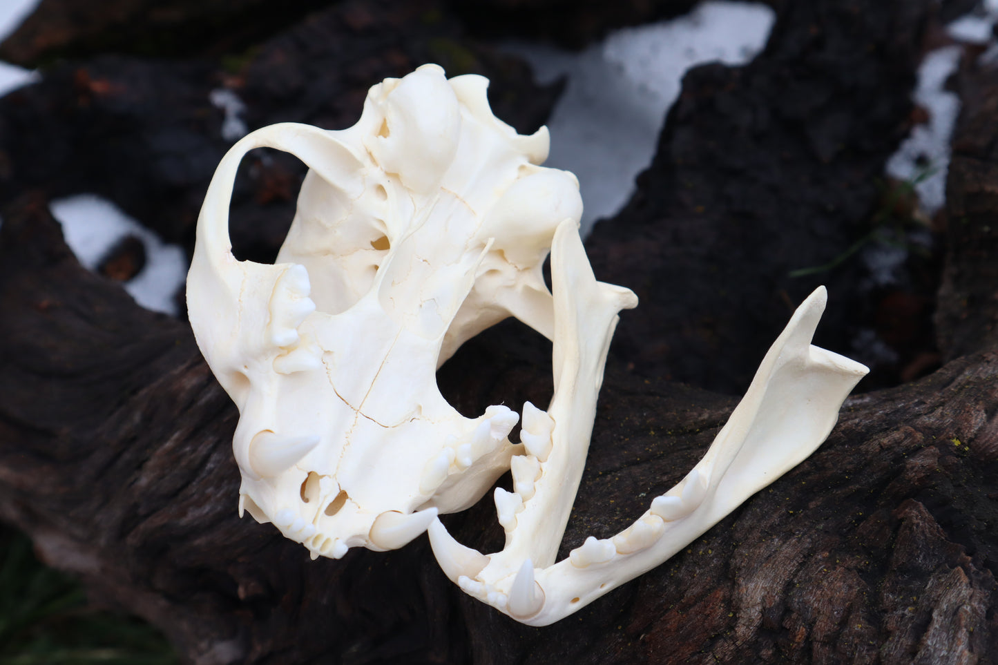 Pathological Bobcat Skull