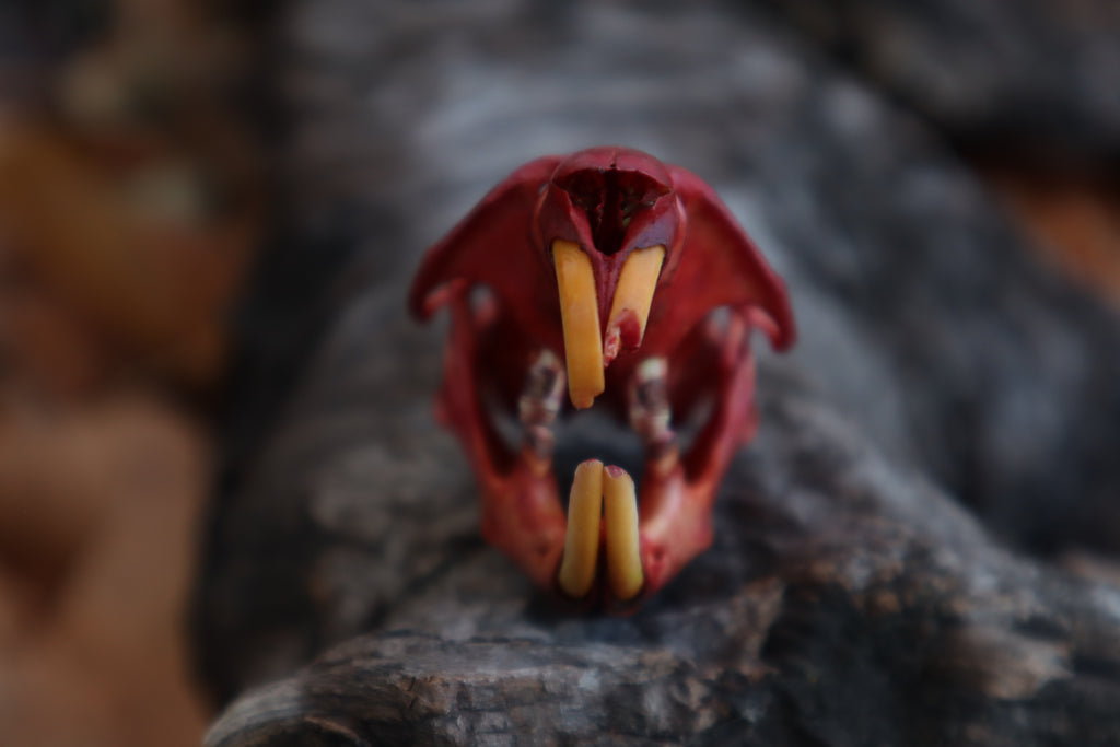 Naturally Stained Muskrat Skull