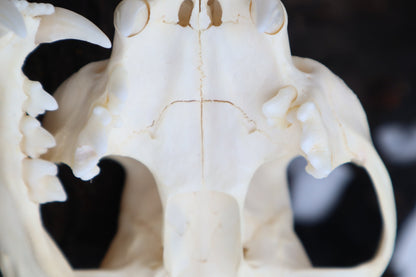 Pathological Bobcat Skull