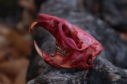 Naturally Stained Muskrat Skull