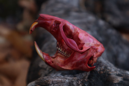 Naturally Stained Muskrat Skull