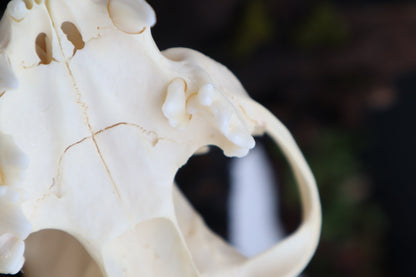 Pathological Bobcat Skull