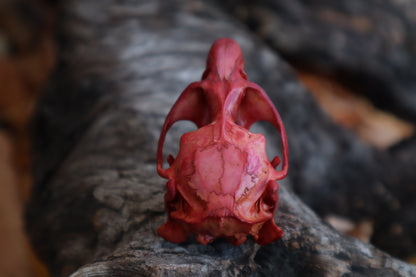 Naturally Stained Muskrat Skull