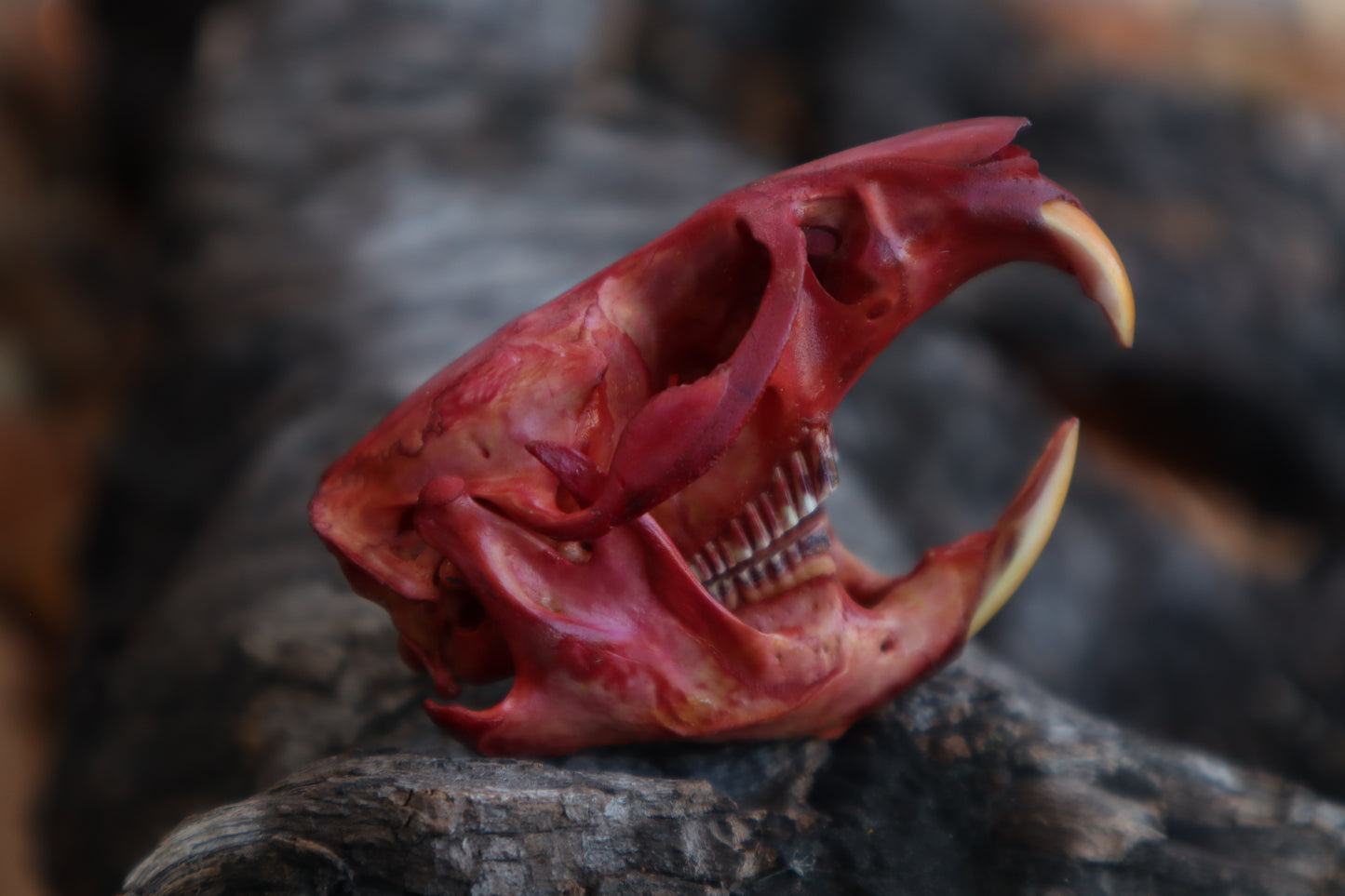 Naturally Stained Muskrat Skull