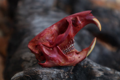 Naturally Stained Muskrat Skull