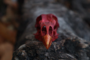 Naturally Stained Chicken Skull