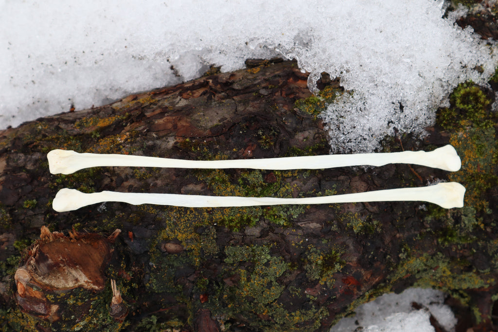 Gray Wolf Fibula (2)