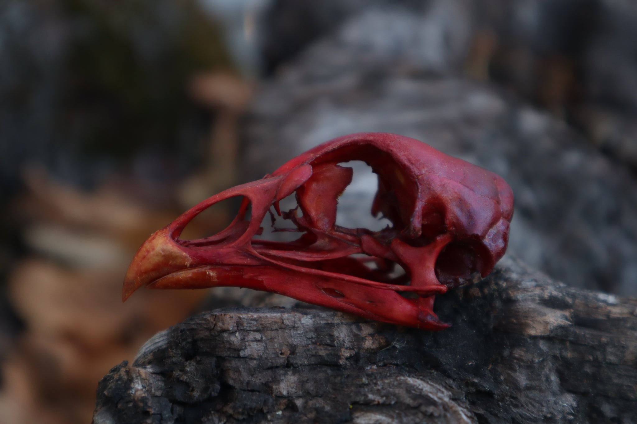 Naturally Stained Chicken Skull