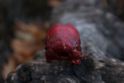 Naturally Stained Chicken Skull