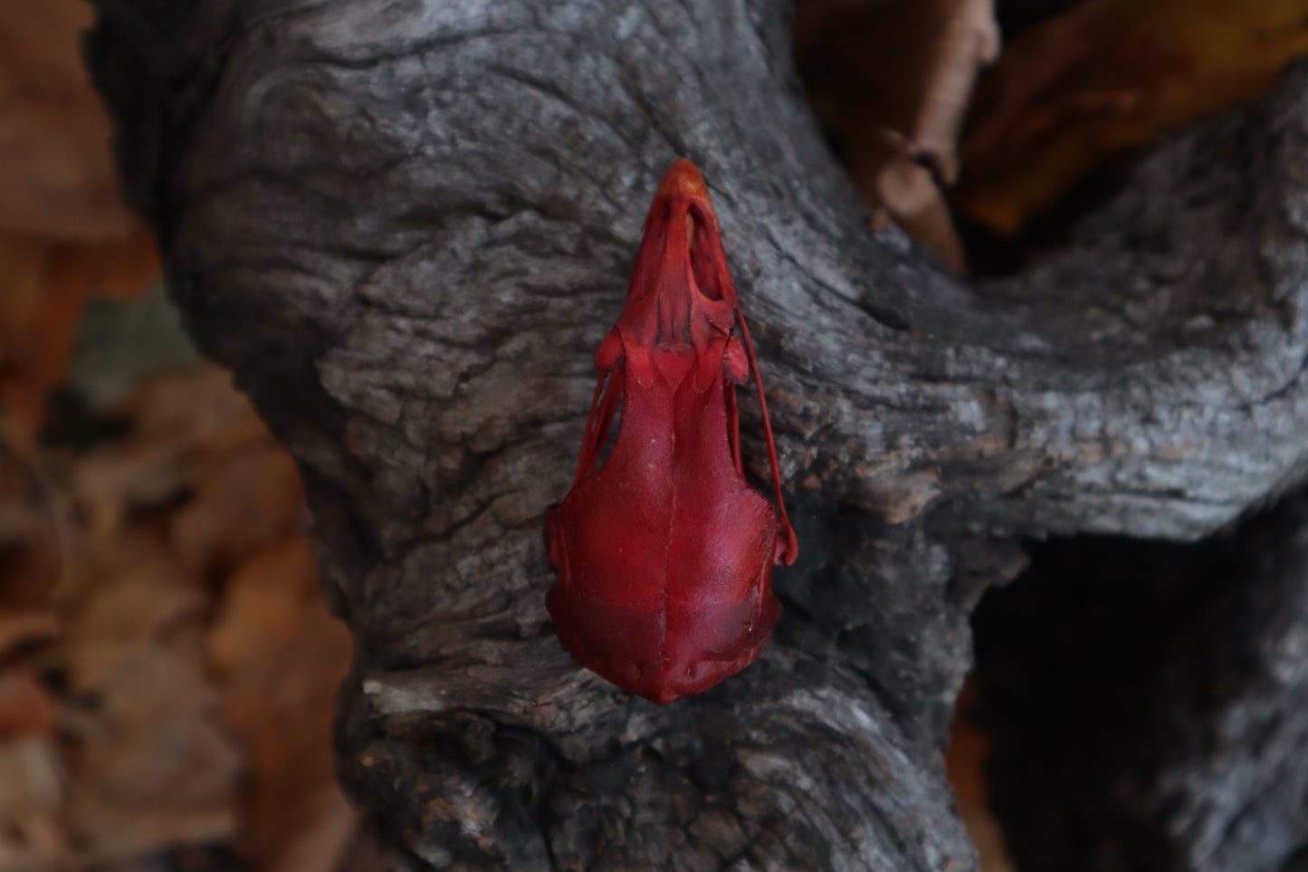 Naturally Stained Chicken Skull