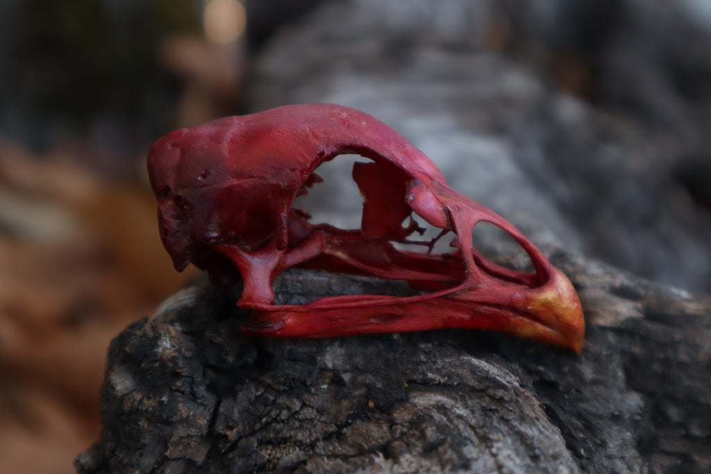 Naturally Stained Chicken Skull
