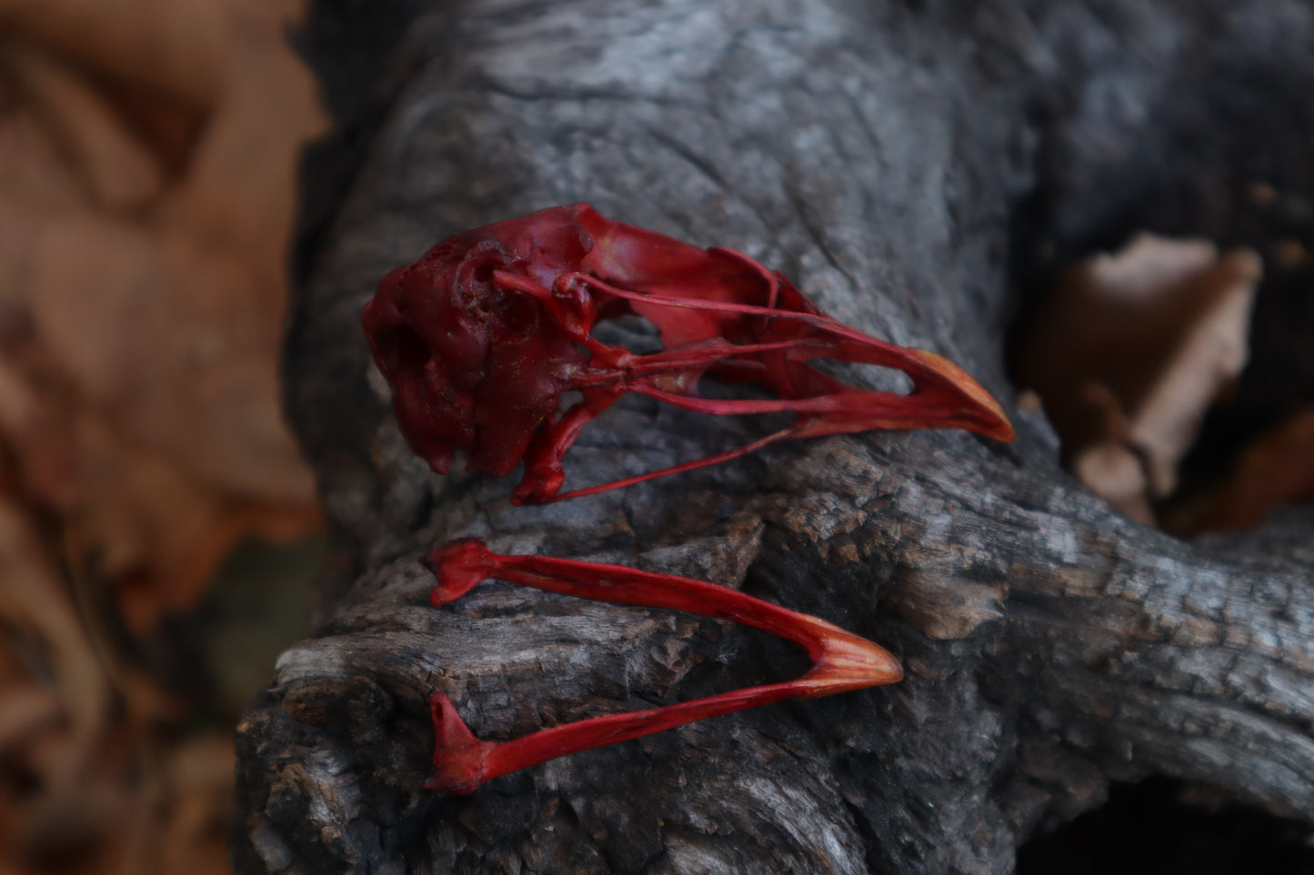 Naturally Stained Chicken Skull