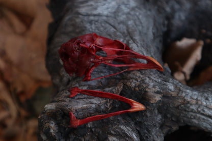 Naturally Stained Chicken Skull