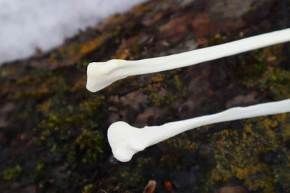 Gray Wolf Fibula (2)