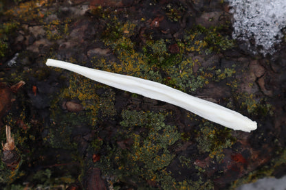 Gray Wolf Baculum