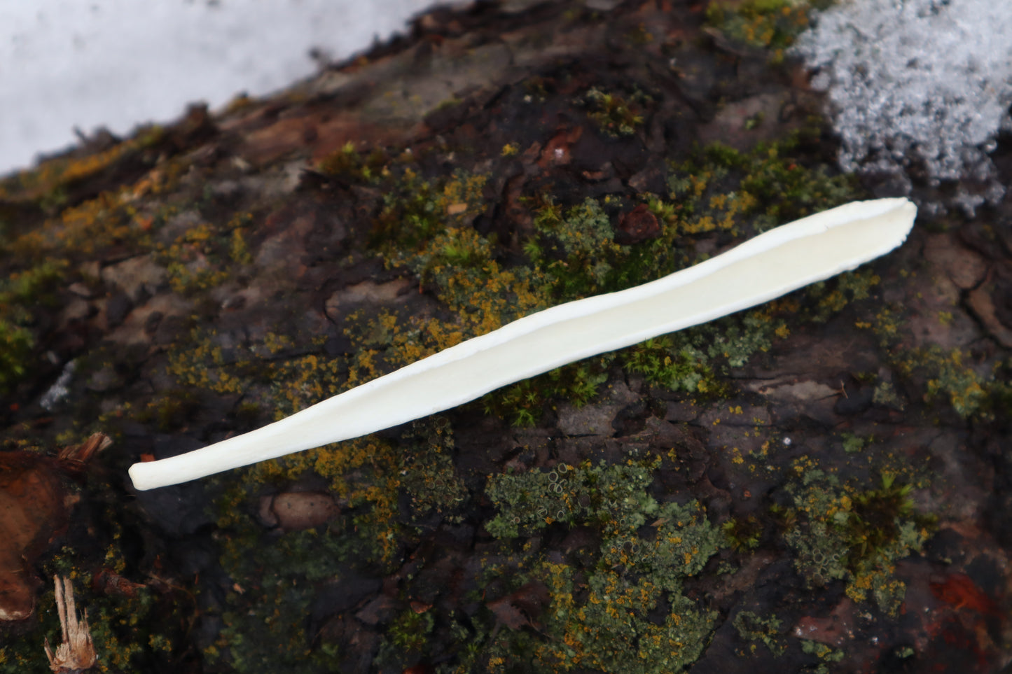 Gray Wolf Baculum