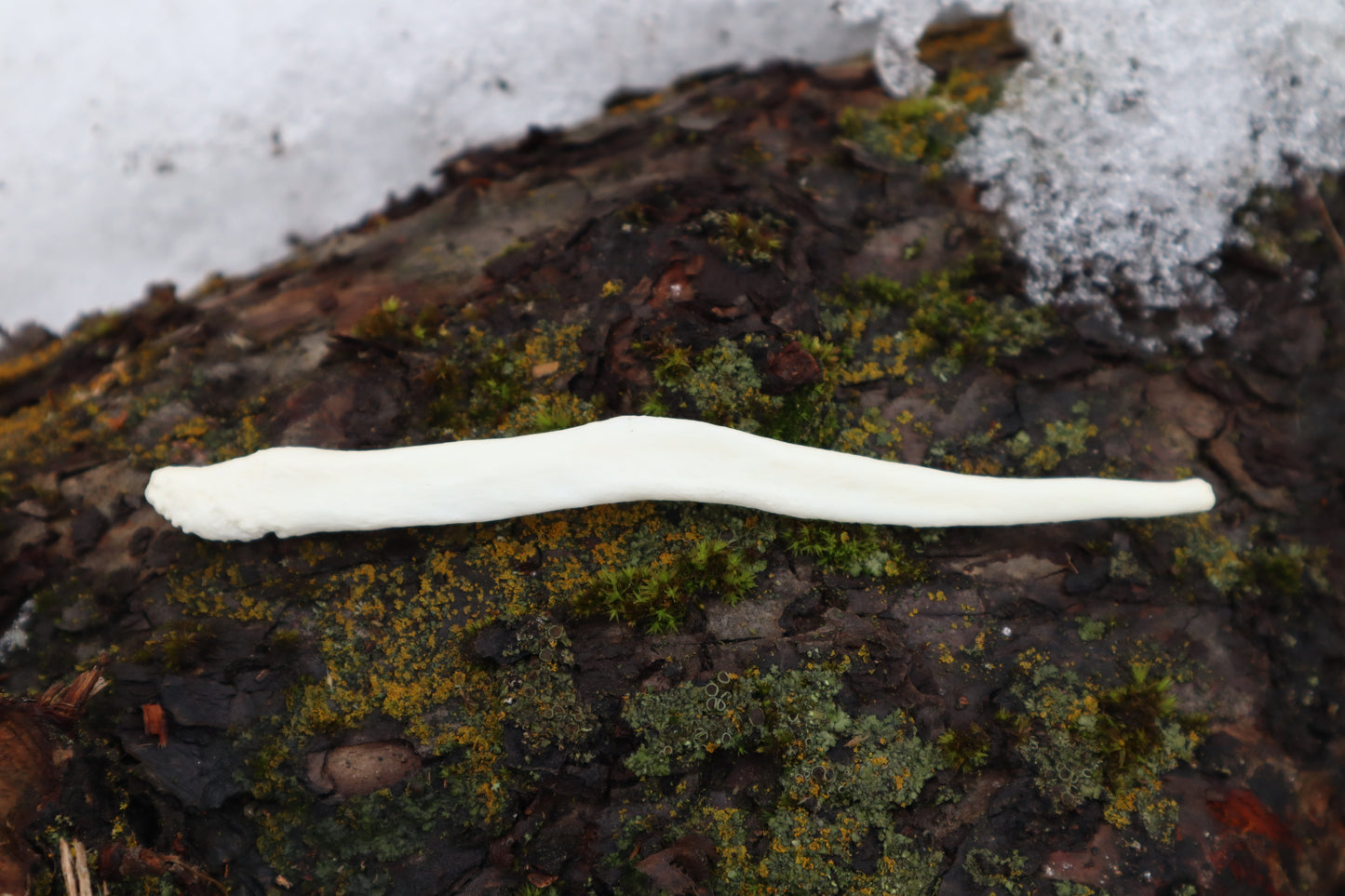 Gray Wolf Baculum