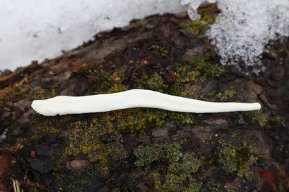 Gray Wolf Baculum