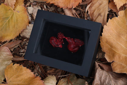 Dry Preserved Red Fox Kidneys